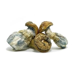 Jumbo Blue Meanie Magic Mushrooms