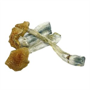 African Transkei Mushroom