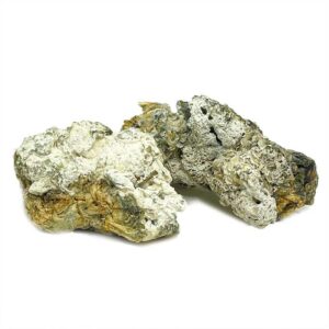 Enigma Mushroom Strain