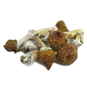 Ecuadorian Mushrooms