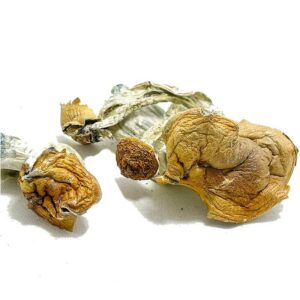 Malabar Coast Mushrooms