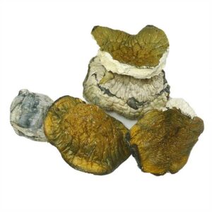 Melmac Magic mushroom