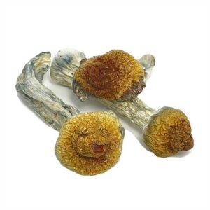 Penis Envy Magic Mushrooms