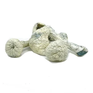 Rusty White Mushroom