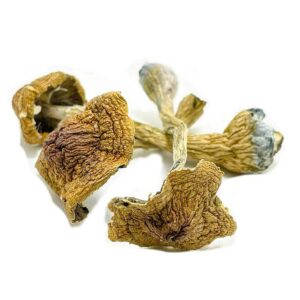 Space Coast Mushrooms