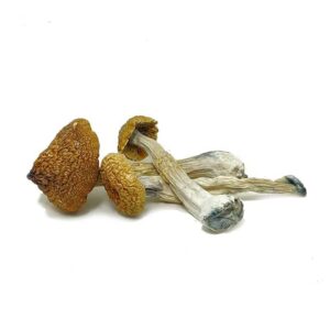 Costa Rica Mushrooms