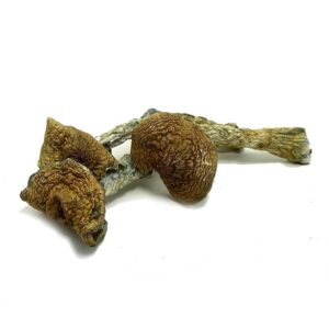 Vietnamese Magic Mushrooms